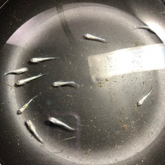 清流きりゅう🐟若魚10匹の画像