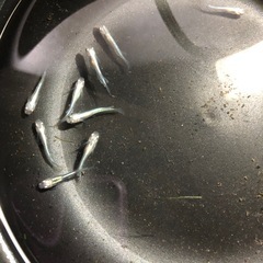 清流きりゅう🐟若魚10匹の画像