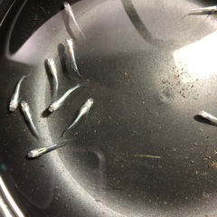 清流きりゅう🐟若魚10匹の画像