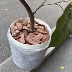 観葉植物　造花の画像