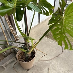 モンステラ お話中の画像