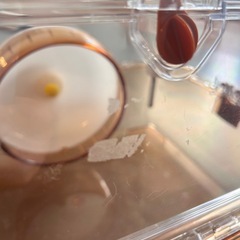三晃商会 ハムスターケージ ルーミィ ブラウンの画像