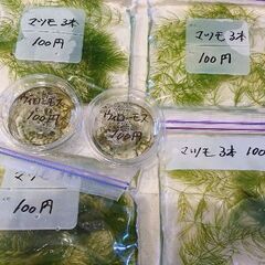 可愛いメダカ🐟お譲りします！！みゆき＆楊貴妃💰激安1匹100円✨の画像