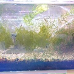 可愛いメダカ🐟お譲りします！！みゆき＆楊貴妃💰激安1匹100円✨の画像