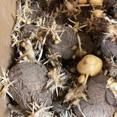 種芋に一箱¥500　トウヤ　ニシユタカの画像