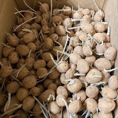 種芋に一箱¥500　トウヤ　ニシユタカの画像