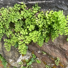 園芸用の土約10kgと(花)サービスでお付けします！の画像