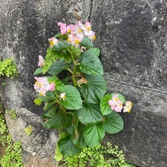 園芸用の土約10kgと(花)サービスでお付けします！の画像