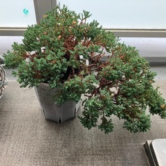 デッキア2株➕おそらくブルーパシフィックの画像