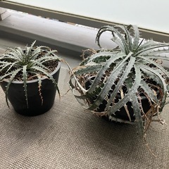 デッキア2株➕おそらくブルーパシフィックの画像