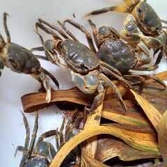 アシハラガニの画像