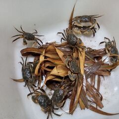 アシハラガニの画像