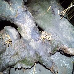 アシハラガニの画像