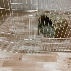 GEX ラビットサークルワイド　小動物用の画像