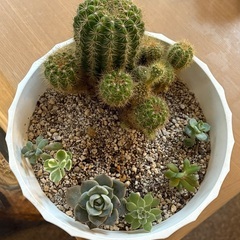 サボテンなど多肉植物合わせの画像