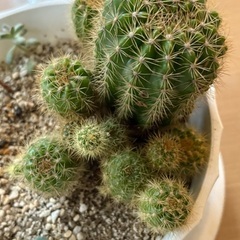 サボテンなど多肉植物合わせの画像