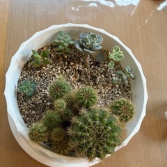 サボテンなど多肉植物合わせの画像