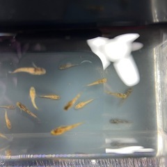 メダカ金閣両目アースアイ5匹の画像