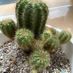 サボテンなど多肉植物合わせの画像