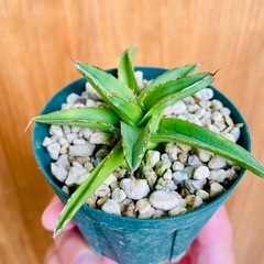 🉐先着順！アガベ　笹雪　子株　観葉植物の画像