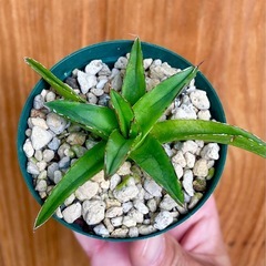 🉐先着順！アガベ　笹雪　子株　観葉植物の画像