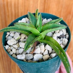 🉐先着順！アガベ　笹雪　子株　観葉植物の画像