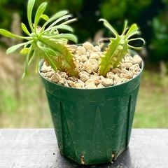 珍種！ユーフォルビア プルビナータ　の画像