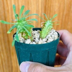 珍種！ユーフォルビア プルビナータ　の画像