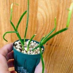 ユーフォルビアミルクブッシュ！育てやすい多肉植物　可愛い観葉植物の画像