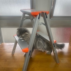 踏み台、脚立の画像