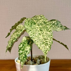 珍種！斑入りフィカスアスペラ　明るくオシャレな観葉植物の画像