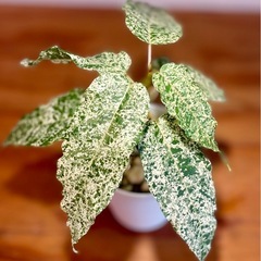 珍種！斑入りフィカスアスペラ　明るくオシャレな観葉植物の画像