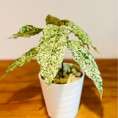 珍種！斑入りフィカスアスペラ　明るくオシャレな観葉植物の画像