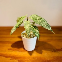 珍種！斑入りフィカスアスペラ　明るくオシャレな観葉植物の画像