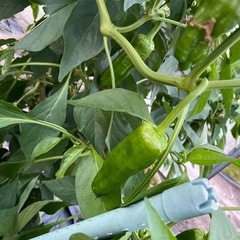 本日のご奉仕😀お野菜🍆🫑の画像