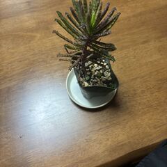 多肉植物の名前は？