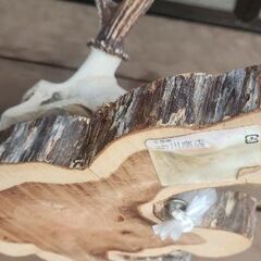 鹿の角　頭蓋骨のオブジェの画像