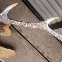 鹿の角　頭蓋骨のオブジェの画像