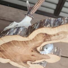 鹿の角　頭蓋骨のオブジェの画像