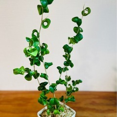 40cm大！クルクル葉っぱが個性的　人気の観葉植物の画像