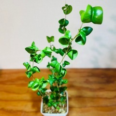 40cm大！クルクル葉っぱが個性的　人気の観葉植物の画像