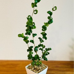 40cm大！クルクル葉っぱが個性的　人気の観葉植物の画像