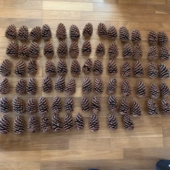 大きい松ぼっくりの画像