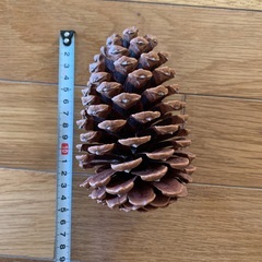 大きい松ぼっくりの画像