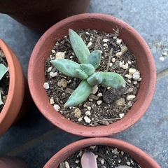 多肉植物の画像