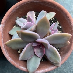 多肉植物の画像