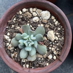 多肉植物の画像