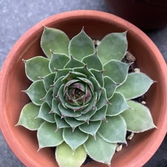 多肉植物の画像