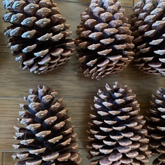 大きい松ぼっくりの画像