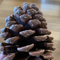 大きい松ぼっくりの画像